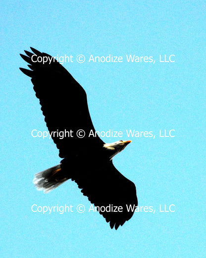 Fly Eagle Signed and Framed 16"x20" Print